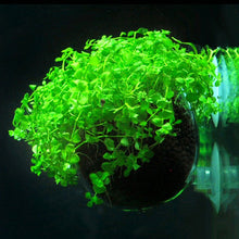 Cargar imagen en el visor de la galería, Mini cristal para plantas de el acuario